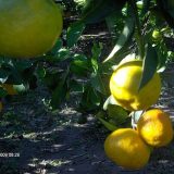 LM-fotoalbum_01-15